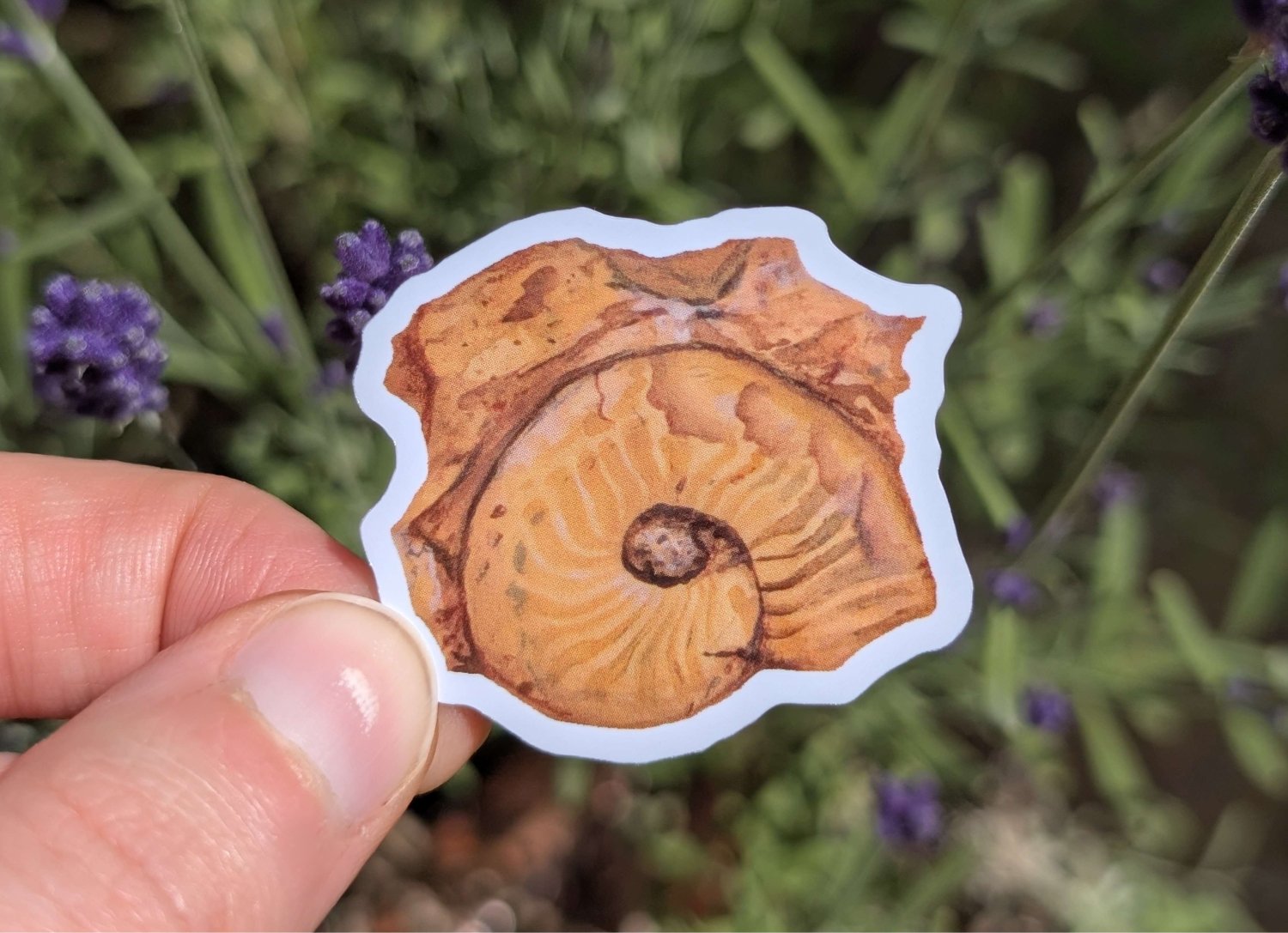 69a53347e6f476195c1e68ac_ammonite-outside-mockup_1780482072019.jpg