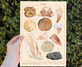 69a53347e6f476195c1e68ac_fossil-poster-mockup-1_1786005999880.png