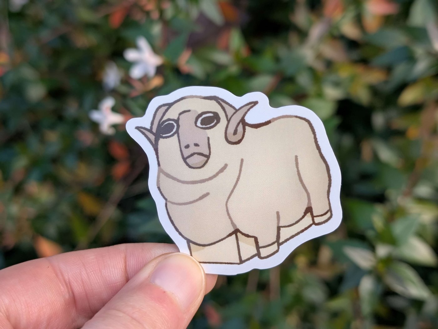69a53347e6f476195c1e68ac_goulburn-sheep-mockup_1780572528741.jpg