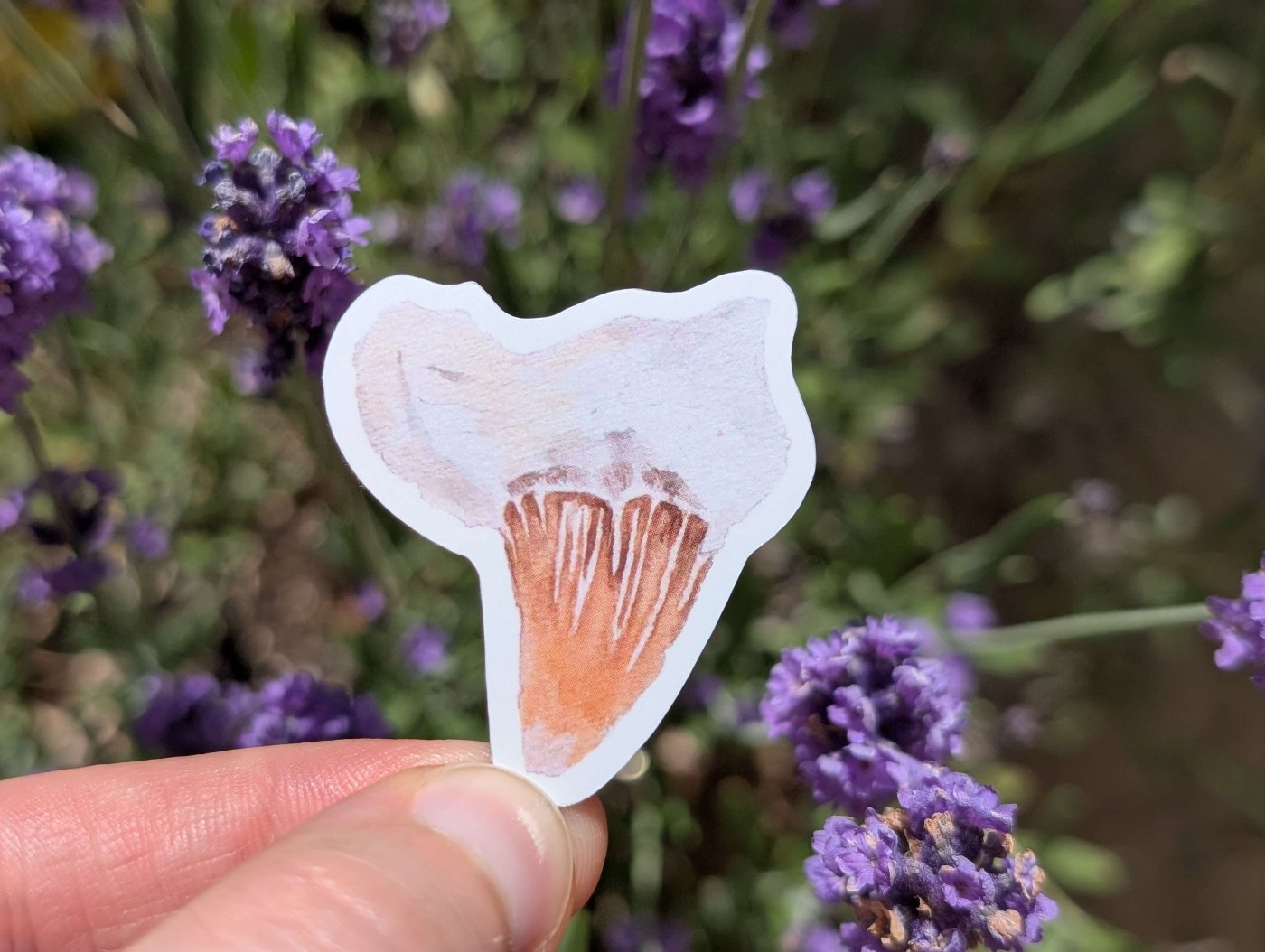 69a53347e6f476195c1e68ac_shark-tooth-mockup_1780482360818.jpg