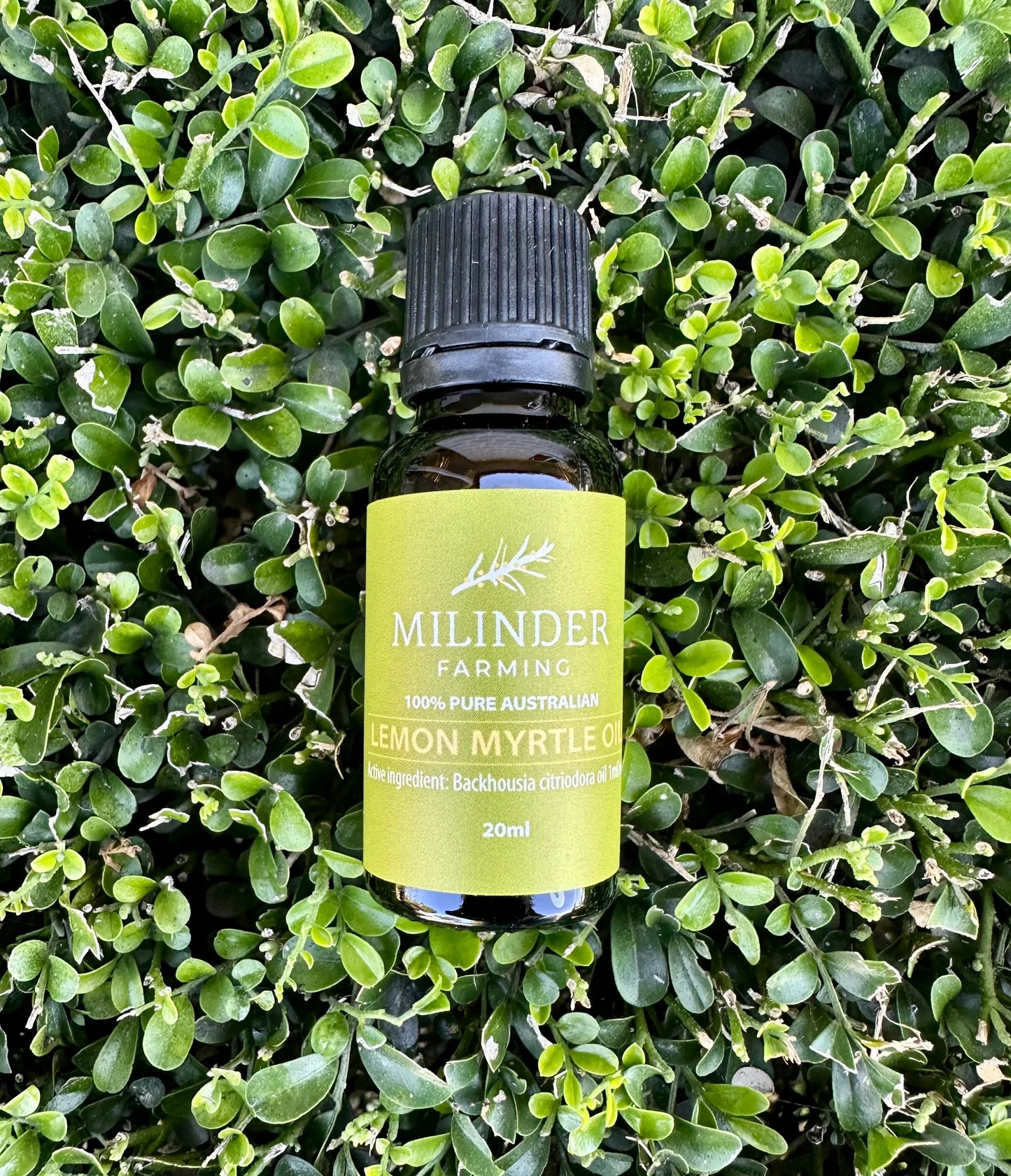 Essential Oil