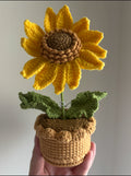 CGC Sunflower pot (1M) $34