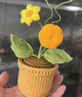 CGC Pumpkin pot (s) $25