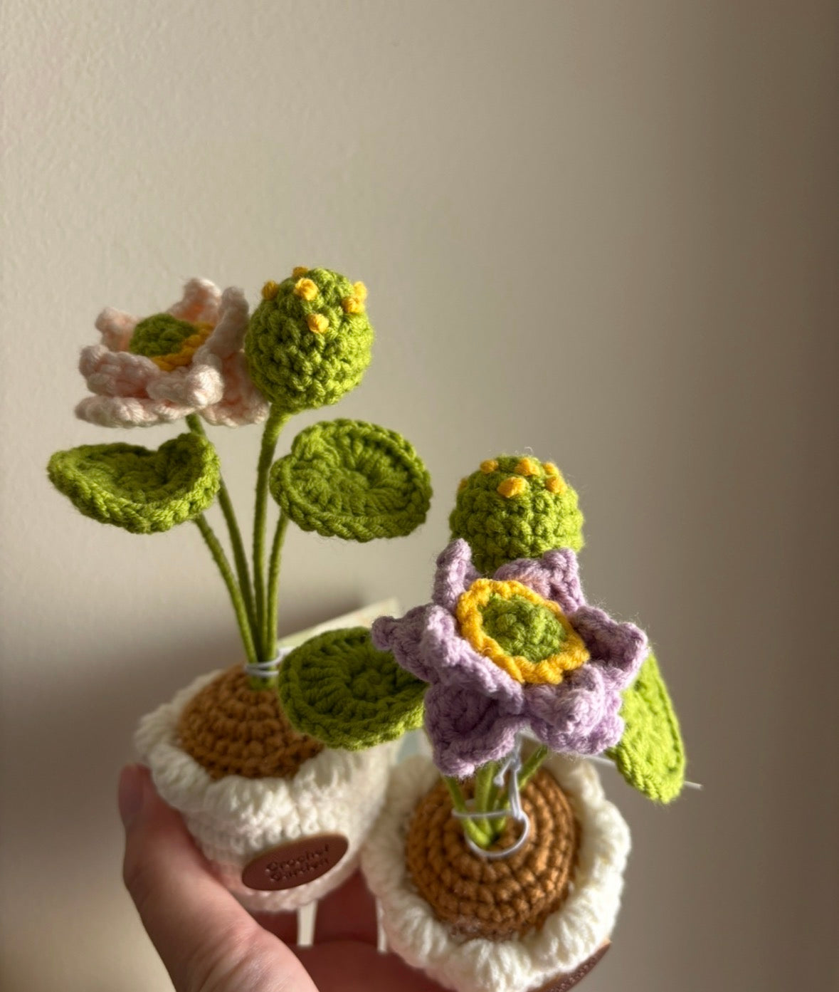 CGC Water Lily pot (s)